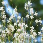 15 Seeds Gaura - Lindheimeri