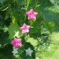 10 Seeds Cypress Vine- Rose