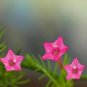 10 Seeds Cypress Vine- Rose