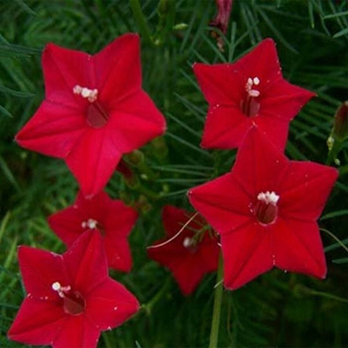 10 Seeds Cypress Vine- Red