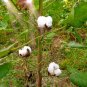 10 Seeds Cotton-Levant-Gossypium Herbaceum