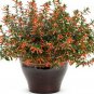 15 Seeds Cigar Plant- Cuphea Ignea-Mix