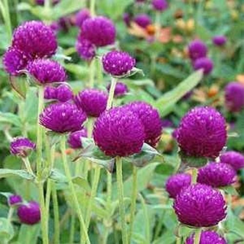 50 Seeds Gomphrena- Purple
