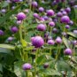 50 Seeds Gomphrena- Purple