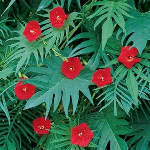 25 Seeds Cardinal Climber