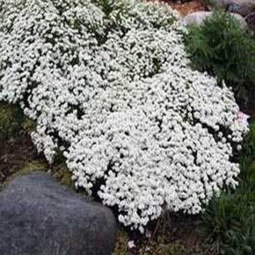 50 Seeds Candytuft- Iberis