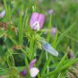 100 Seeds Austrian Winter Peas