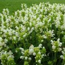 15 Seeds Prunella- Alba