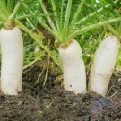250 Seeds Daikon Radish-Fracking