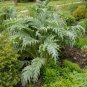15 Seeds Cardoon