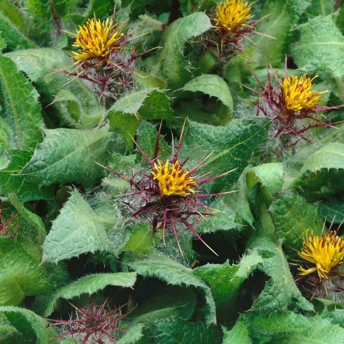 10 Seeds Blessed Thistle-Cnicus Benedictus