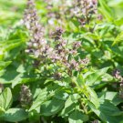 100 Seeds Basil- Thai-Siam Queen