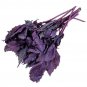 50 Seeds Basil- Dark Opal