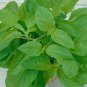 50 Seeds Basil- Green Holy