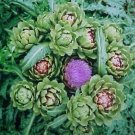 15 Seeds Artichoke- Violet