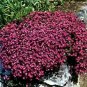 50 Seeds Rockcress- Red