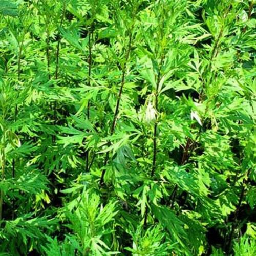 100 Seeds Mugwort