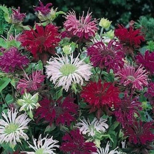 25 Seeds Monarda Didyma- Mixed