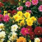 100 Seeds Dahlia- Unwin Bedding