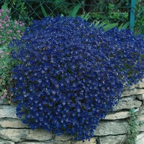 50 Seeds Rock Cress- Aubrieta- Blue