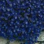 50 Seeds Rock Cress- Aubrieta- Blue