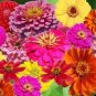 100 Seeds Zinnia- Zin Master Mix