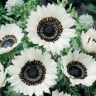 100 Seeds Venidium- White
