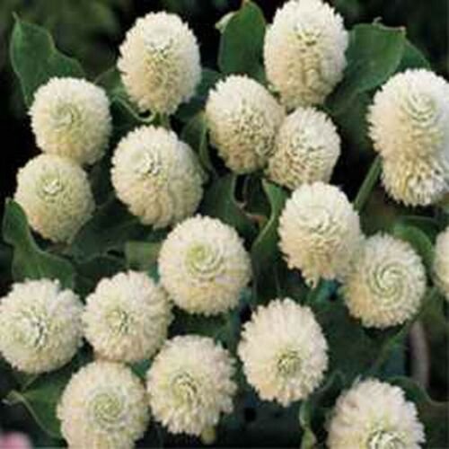 50 Seeds Gomphrena Globosa- White