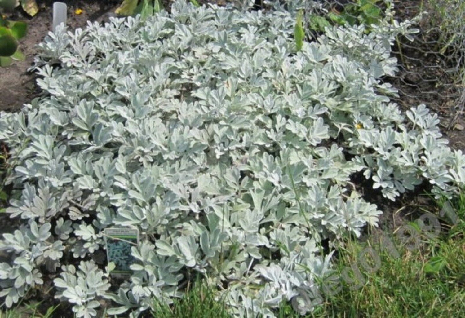 100 Seeds Dusty Miller