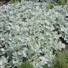 100 Seeds Dusty Miller