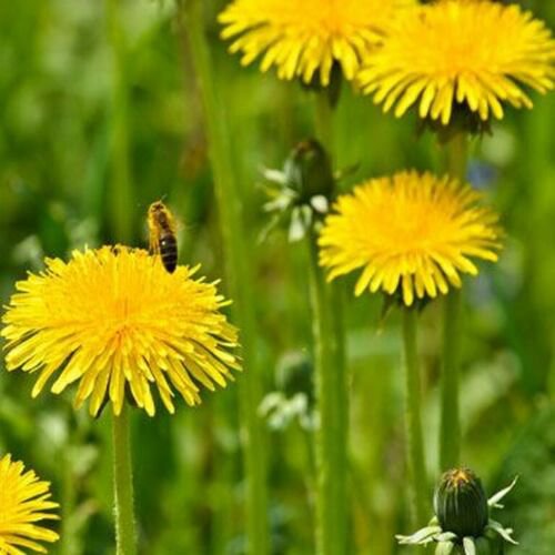 100 Seeds Dandelion