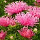 50 Seeds Aster - Needle -Salmon
