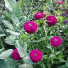 100 Seeds Zinnia- Elegans- Violet Queen