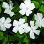 50 Seeds Vinca- Periwinkle- White
