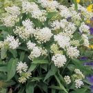 25 Seeds Milkweed- Swamp - White -Asclepias Incarnata