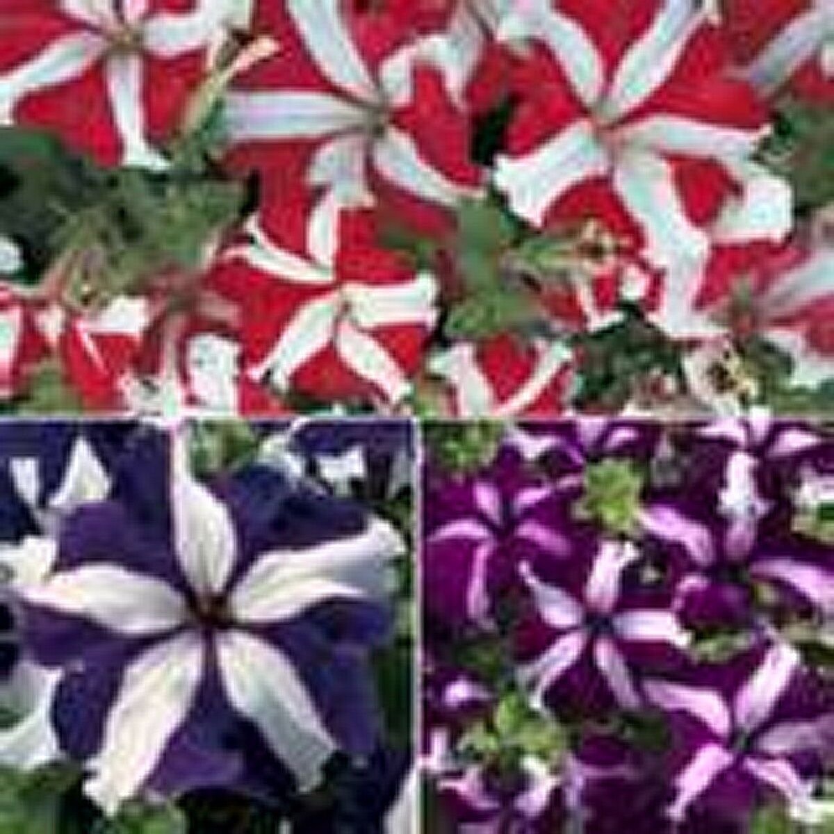 100 Seeds Petunia- Star Mix