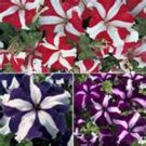 100 Seeds Petunia- Star Mix