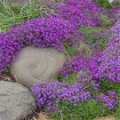 100 Seeds Rock Cress- Aubrieta- Whitewell Gem