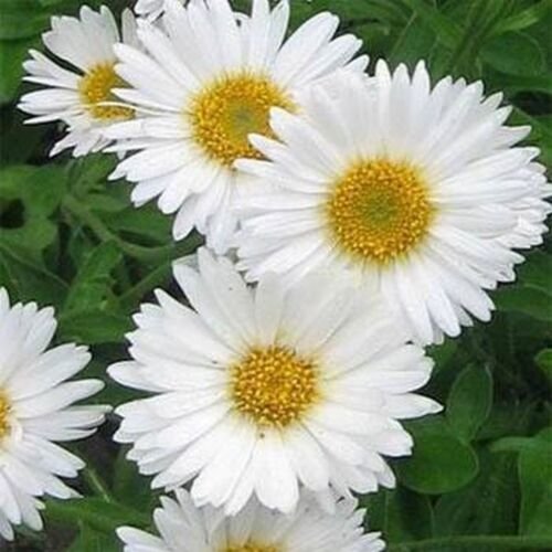 50 Seeds Aster - Alpinus- Single- White