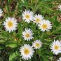 50 Seeds Aster - Alpinus- Single- White