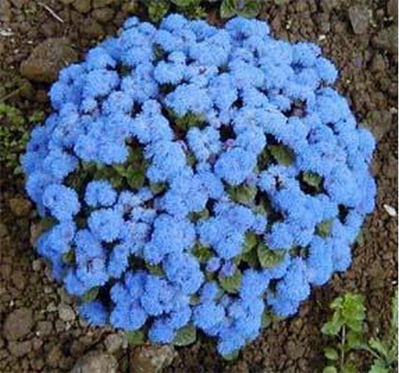 200 Seeds Ageratum - Blue