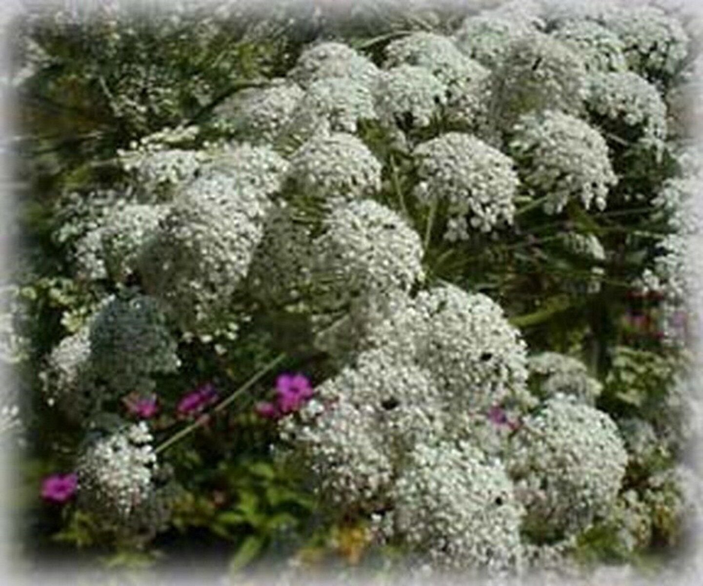 500 Seeds Bishop's Flower