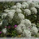 500 Seeds Bishop's Flower