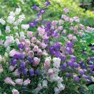 100 Seeds Canterbury Bells- Mix