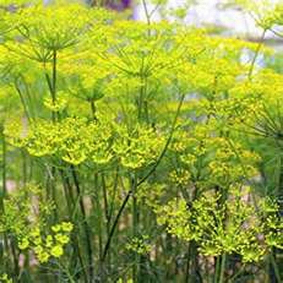200 Seeds Fennel- Florence