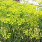 200 Seeds Fennel- Florence