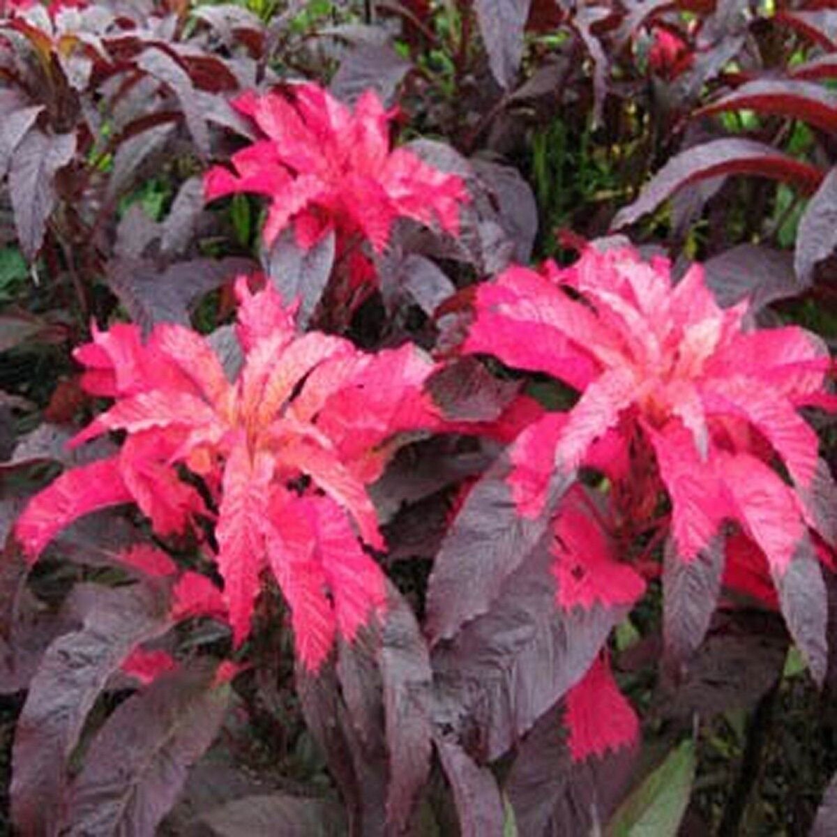 100 Seeds Amaranthus- Early Splendor