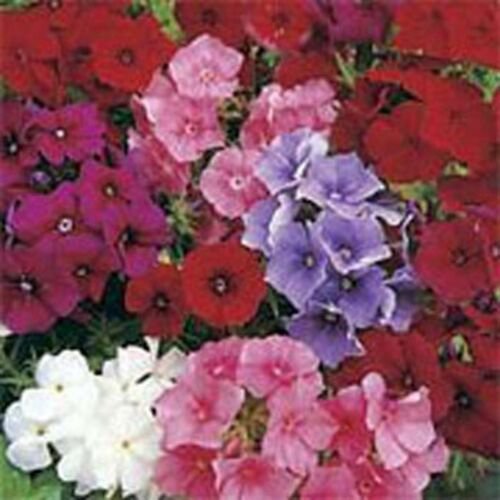 200 Seeds Phlox-Mixed Colors- (Drummondii Compacta)