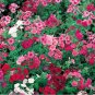 200 Seeds Phlox-Mixed Colors- (Drummondii Compacta)