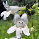 100 Seeds Foxglove- White Beardtongue